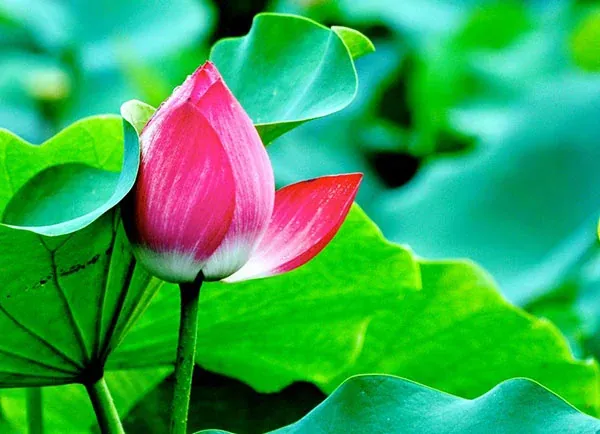 100+ hình ảnh hoa sen đẹp thanh tao · ảnh 1