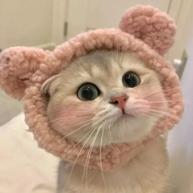 150+ ảnh mèo cute đáng yêu hút hồn · ảnh 1