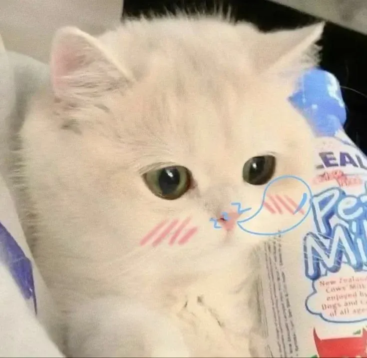150+ ảnh mèo cute đáng yêu hút hồn · ảnh 2