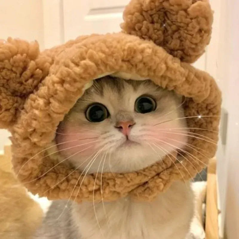 150+ ảnh mèo cute đáng yêu hút hồn