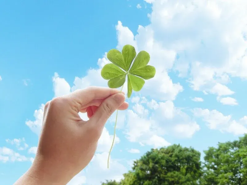50+ ảnh cỏ 4 lá đẹp, may mắn và sắc nét nhất