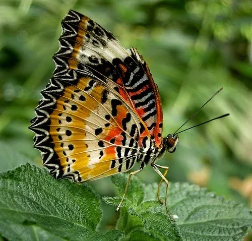 ảnh bướm đẹp