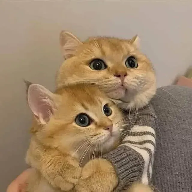 Bộ sưu tập 100+ meme con mèo hài hước nhất mạng xã hội