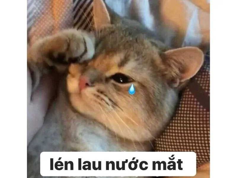 Meme mèo cute: 100+ ảnh dễ thương nhất cho cuộc trò chuyện · ảnh 1
