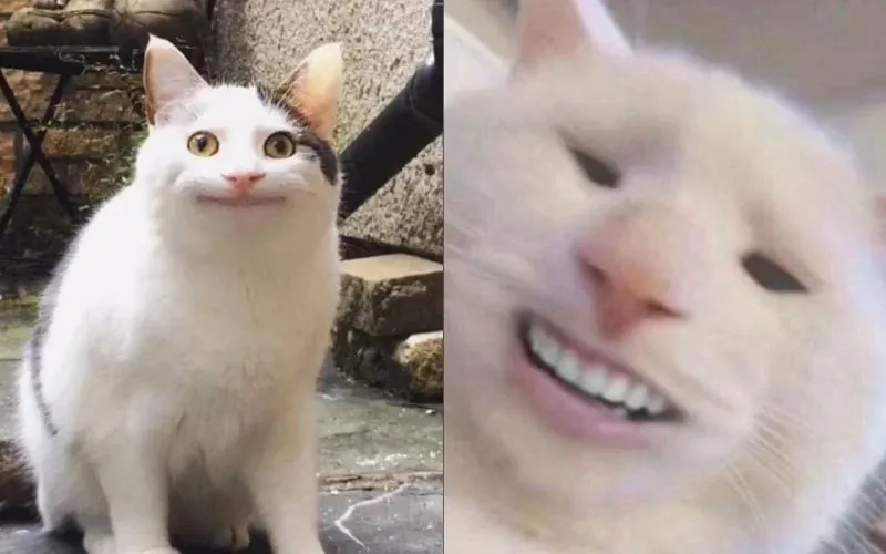 Meme mèo cute: 100+ ảnh dễ thương nhất cho cuộc trò chuyện · ảnh 2