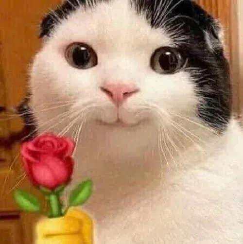 Meme mèo cute: 100+ ảnh dễ thương nhất cho cuộc trò chuyện · ảnh 3