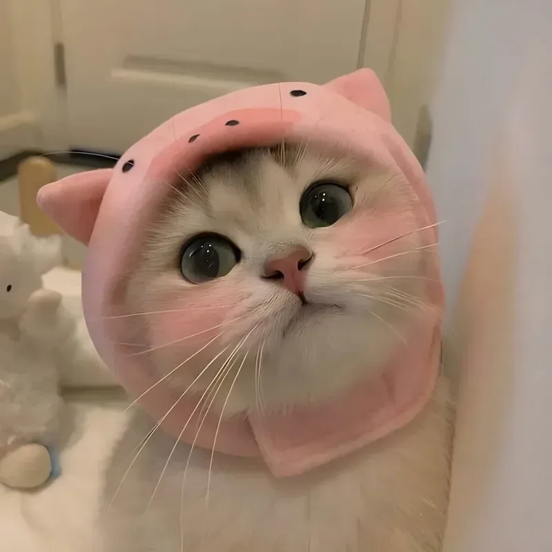 Meme mèo cute: 100+ ảnh dễ thương nhất cho cuộc trò chuyện
