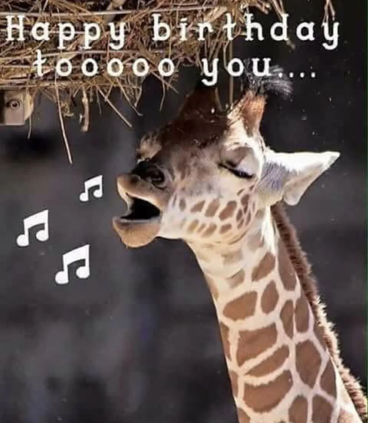 Ngắm trọn Meme happy birthday — album ảnh chọn lọc 2026 · ảnh 3