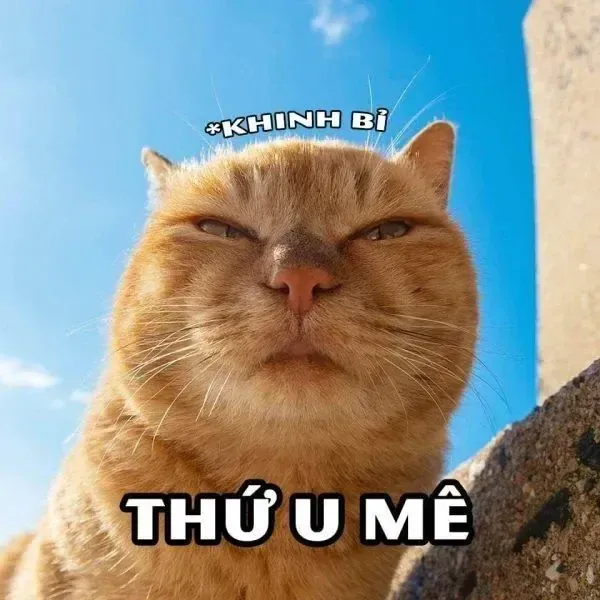 Tuyển tập 100+ meme khinh bỉ mèo chất nhất